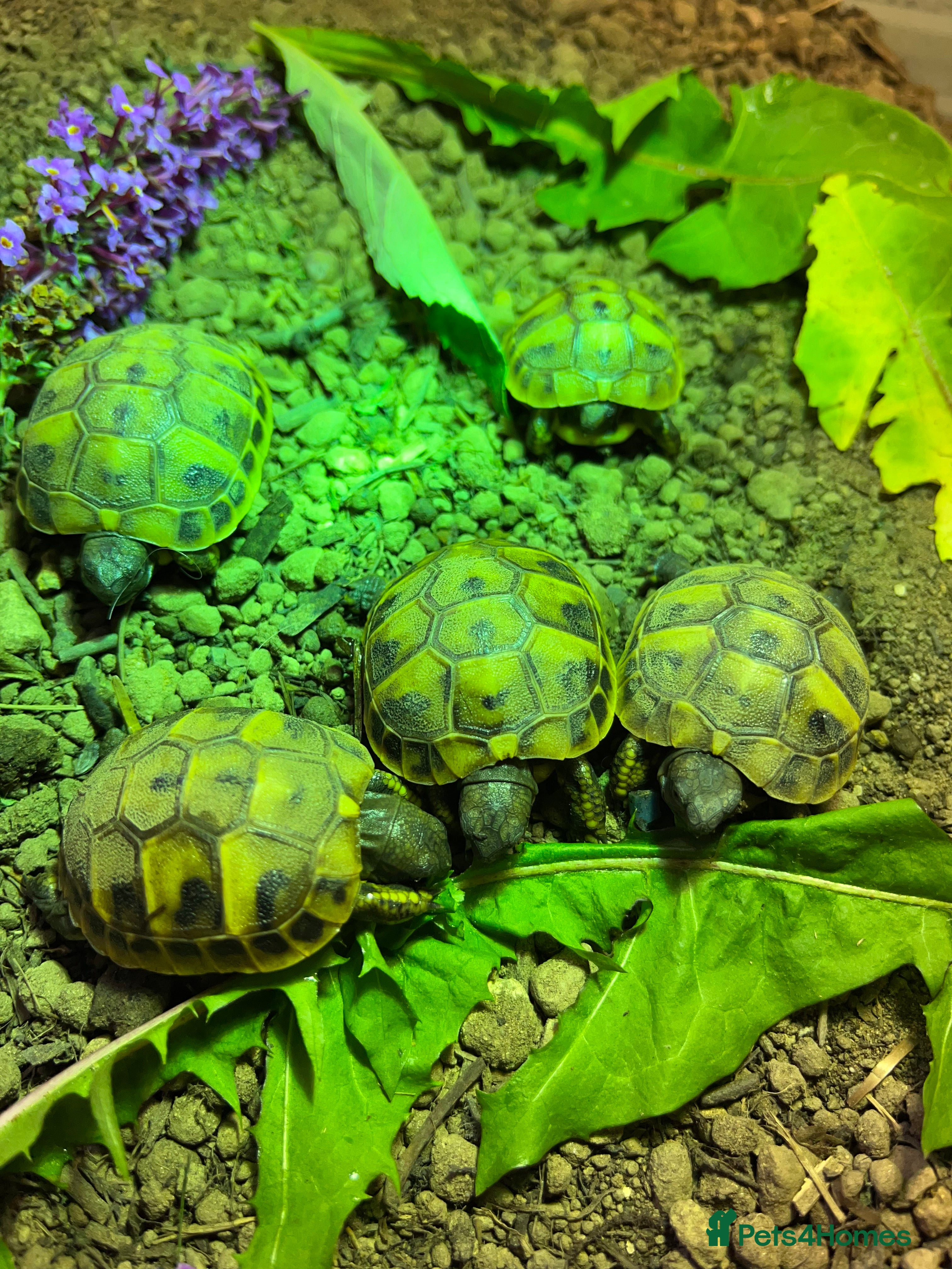 Tortoise reptiles Home bred Herman’s tortoises  - Advert 17