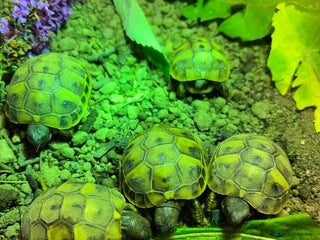 Tortoise reptiles - Advert 19