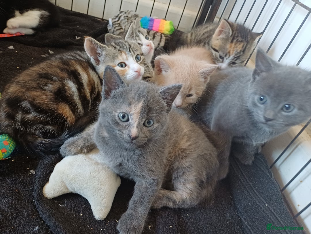 Mixed Breed cats for sale: Beautiful kittens - Image 19