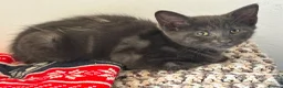 Maine Coon cats for sale: Gorgeous Blue Smoke Maine Coon Cross - Advert 10