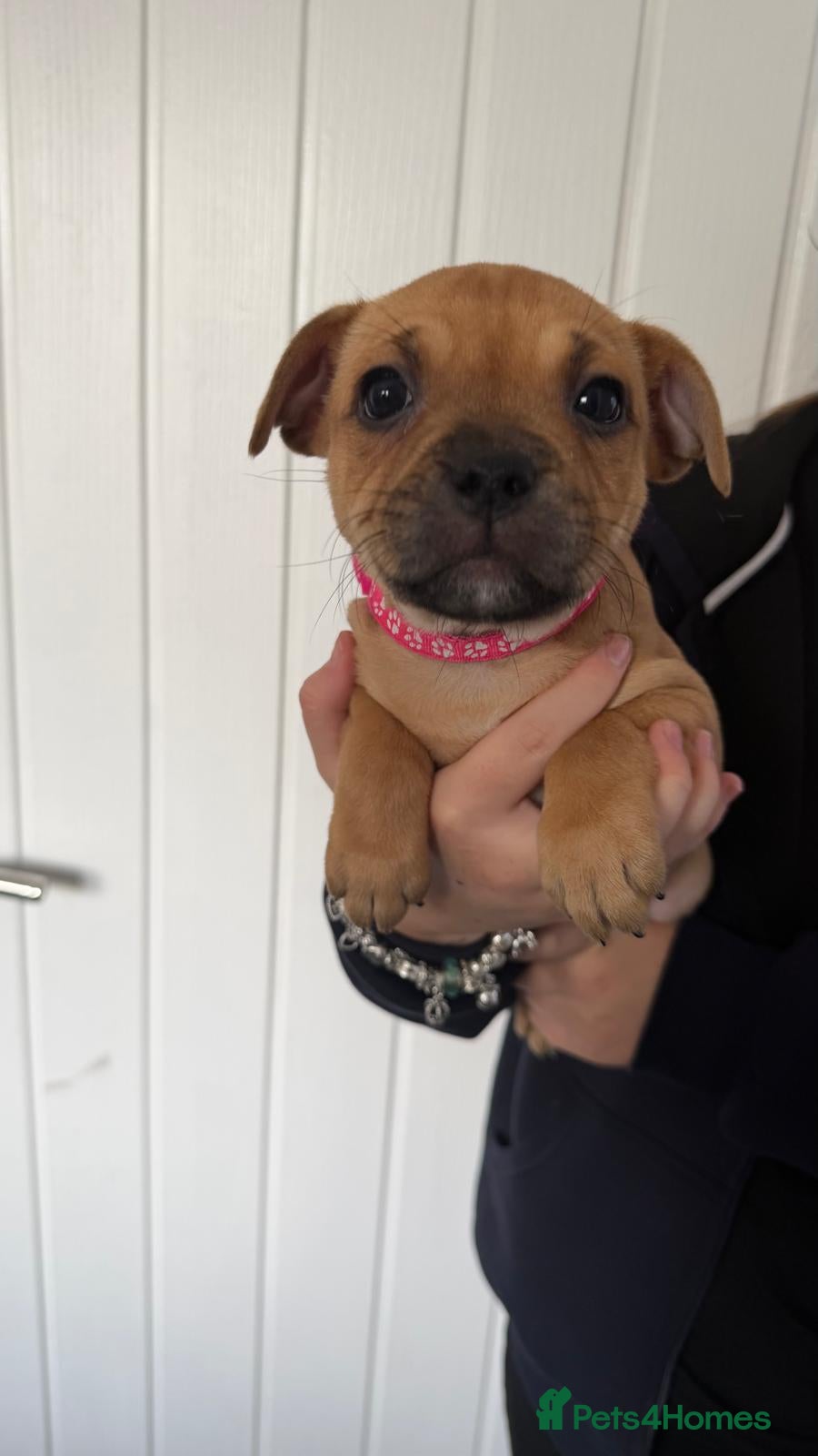 Staffordshire Bull Terrier dogs 8 red K C registered  puppies  - Advert 2