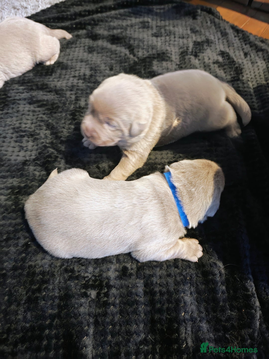 Labrador Retriever dogs for sale: Silver Labrador puppies  - Advert 8