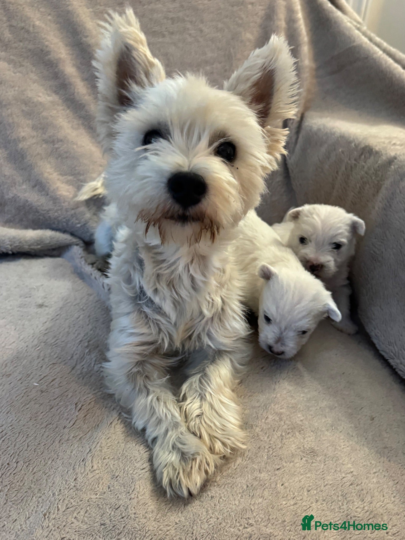 West Highland Terrier dogs West highland terrier pups  - Advert 2
