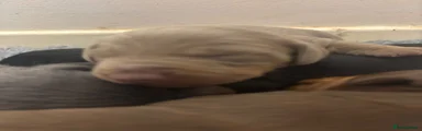 Dachshund 3