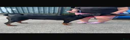 Dobermann dogs for sale: Ruby Beautiful Doberman Girl - Advert 10