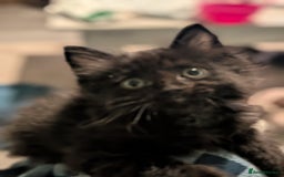 Mixed Breed cats for sale: Spynx X maincoon  - Image 7