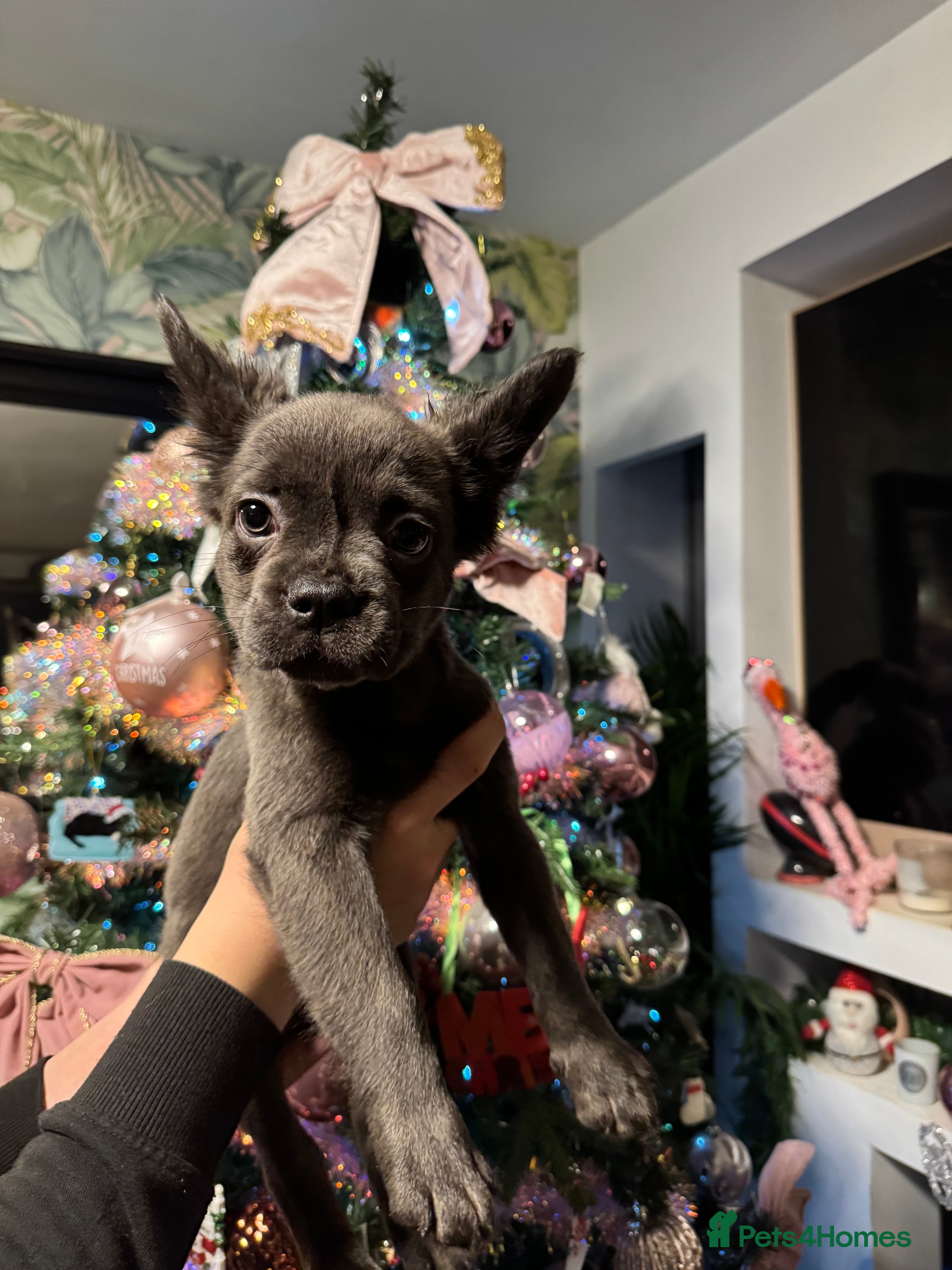 French Bulldog dogs KC registered! Fluffy frenchies PRICE DROPPED  - Advert 12