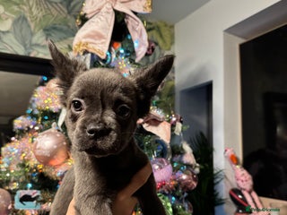 French Bulldog dogs Fluffy frenchies - Advert 10