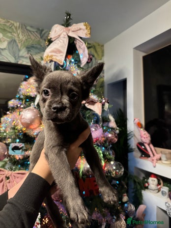 French Bulldog dogs Fluffy frenchies - Advert 17