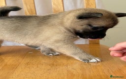 Pomchi dogs for sale: Dollys beautiful puppies - Image 5