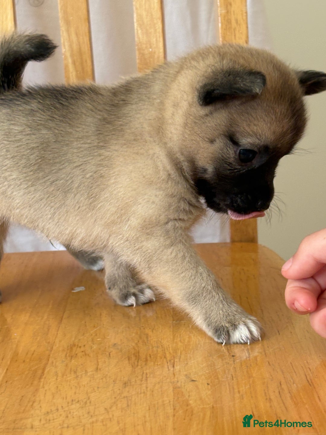 Pomchi dogs for sale: Dollys beautiful puppies - Image 5