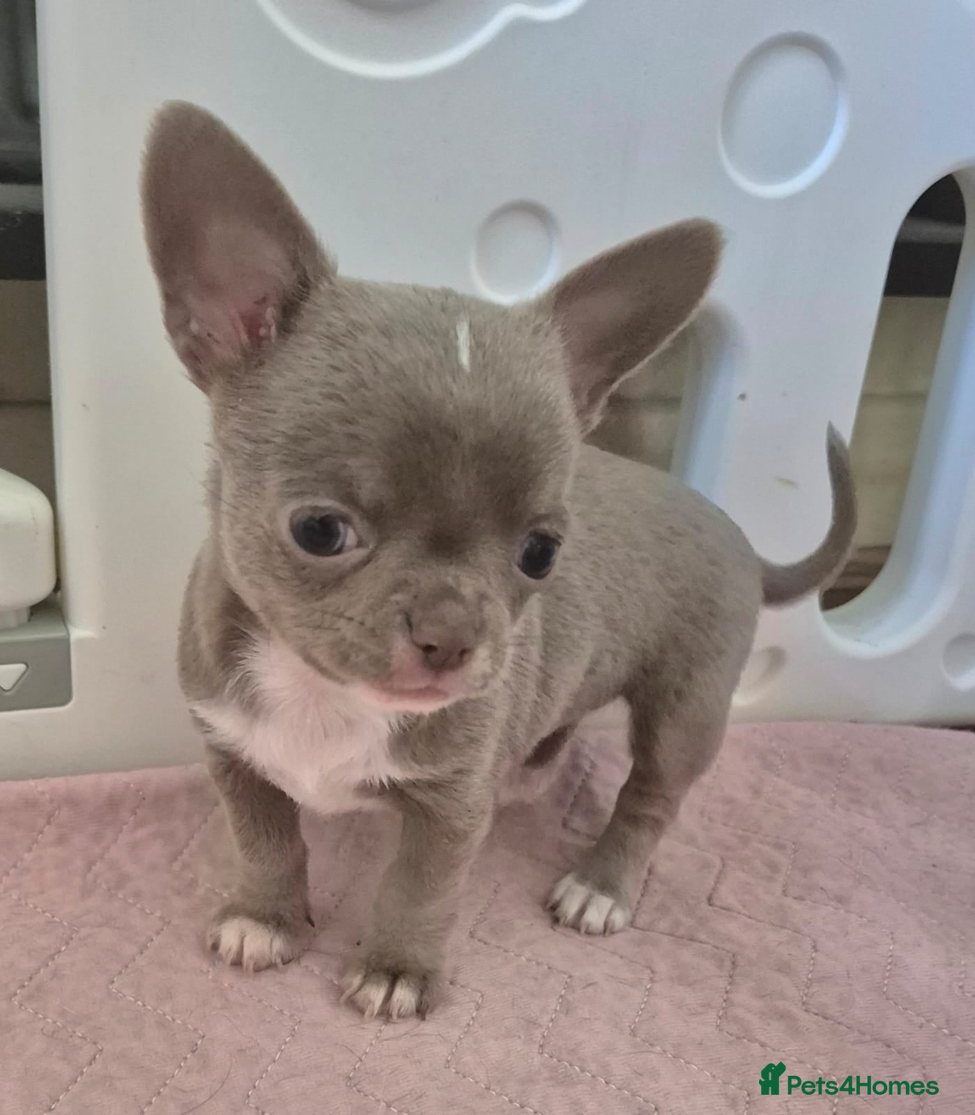 Chihuahua dogs 💜KC Reg Lilac Chihuahua Puppies 💜 - Advert 1