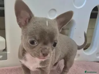 Chihuahua dogs 💜KC Reg Lilac Chihuahua Puppies 💜 - Advert 1