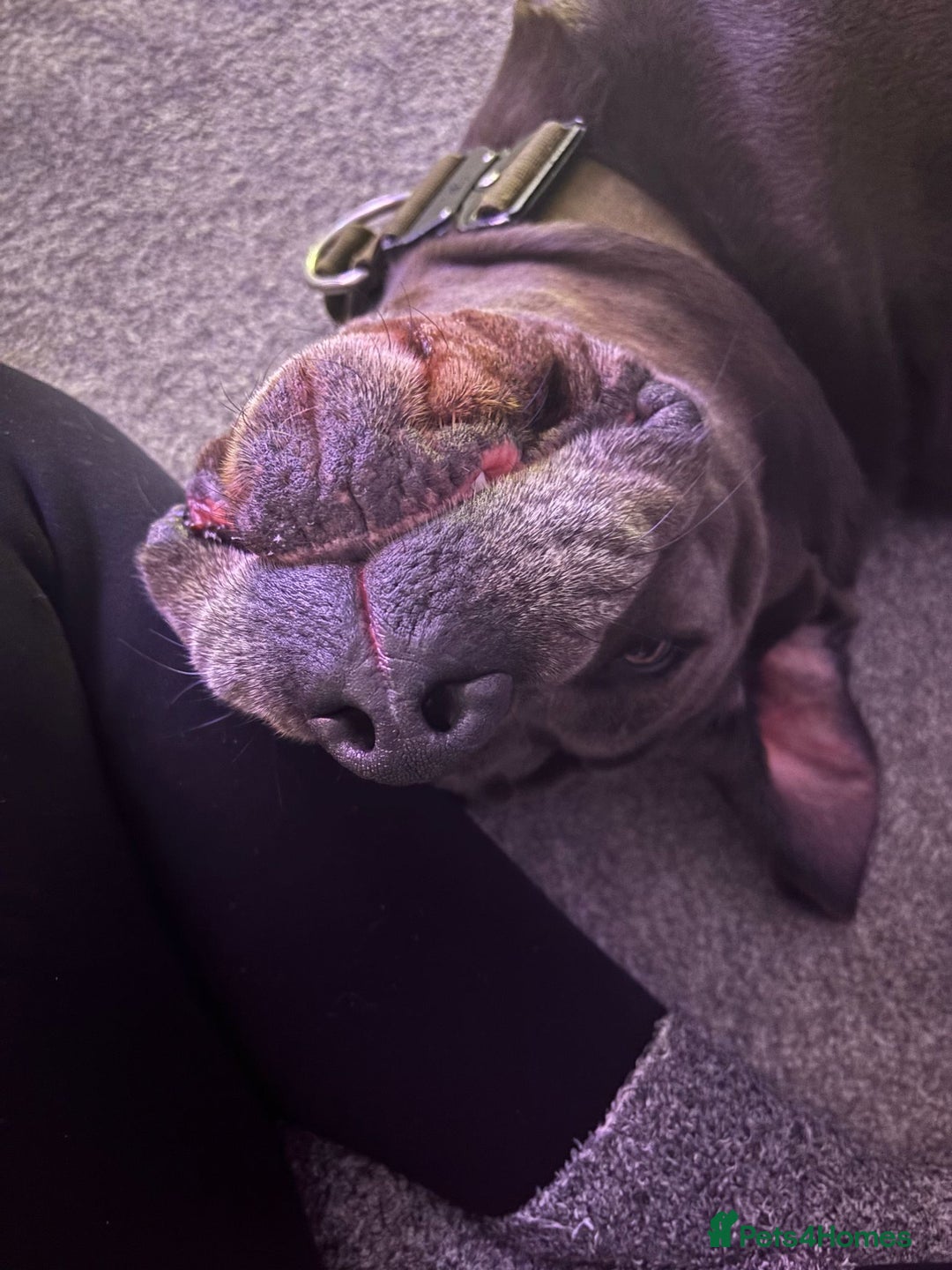 Cane Corso dogs for sale: Kaile - Image 4