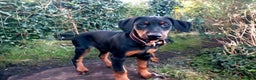 Dobermann dogs for sale: Dobermann puppies - Advert 4