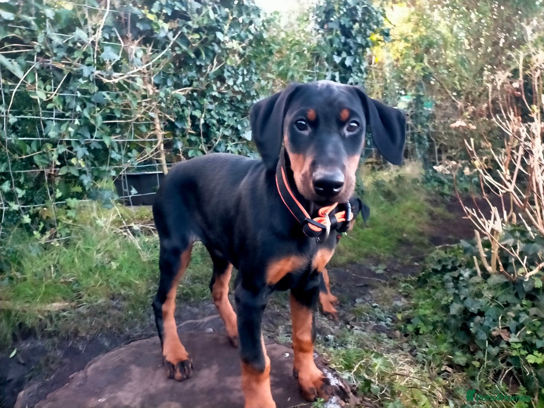 Dobermann dogs for sale: Dobermann puppies - Advert 4