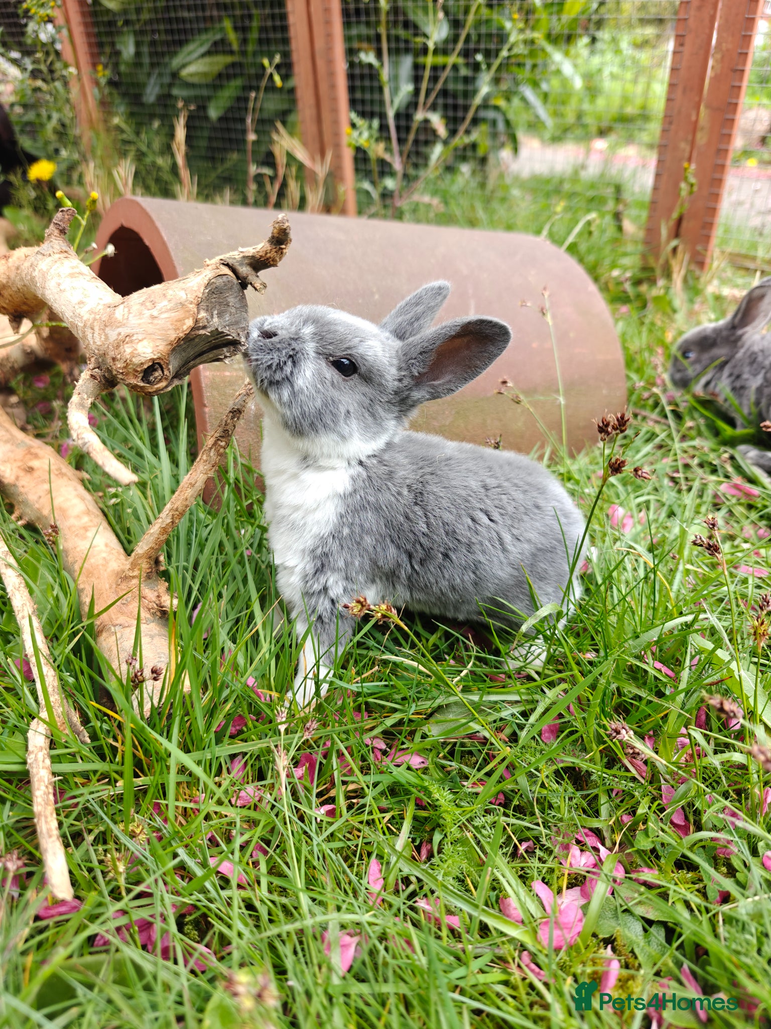 Rex rabbits Mini Rex Rabbits RTL soon - Advert 9