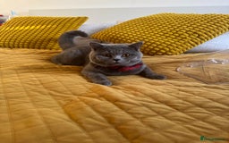 British Shorthair cats for sale: British shorthair cats Gccf registered  - Image 5