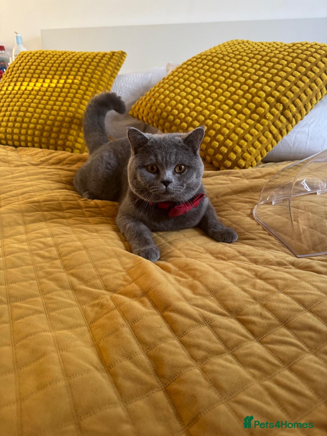 British Shorthair cats for sale: British shorthair cats Gccf registered  - Image 5