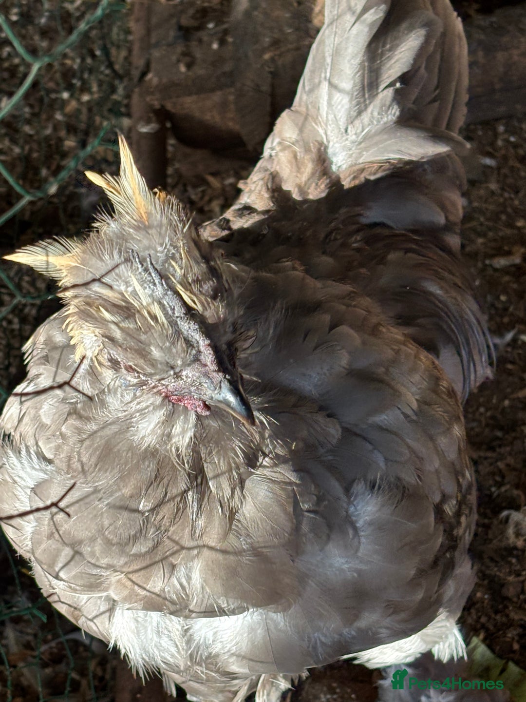 Chickens poultry for sale: Lavender showgirl cockerel - Image 3