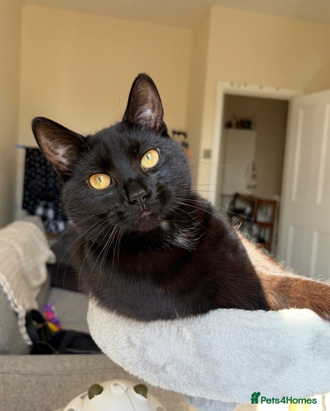 Bombay cats Black Cat, Zero  - Advert 15