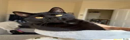 Bombay cats for sale: Black Cat, Zero  - Advert 1