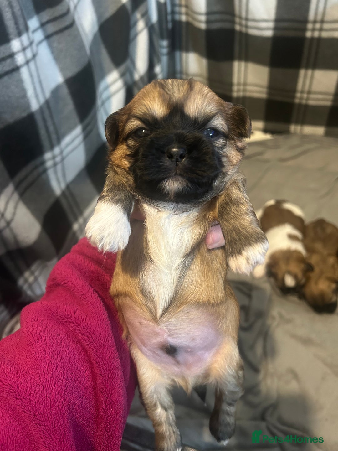 Shih Tzu dogs for sale: 2 boys 2 girls gorgeous shih tzus - Advert 2