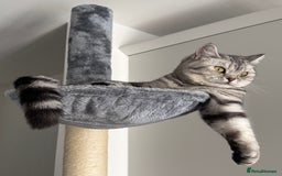 British Shorthair cats for sale: British Shorthair Silver Spotted GCCF Cat - Image 11