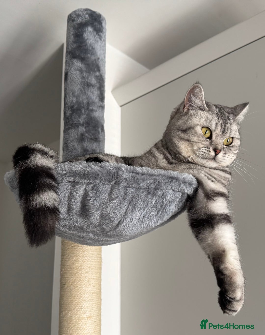 British Shorthair cats for sale: British Shorthair Silver Spotted GCCF Cat - Image 11