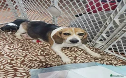 Beagle dogs for sale: THREE Beagle LEFT - Image 5