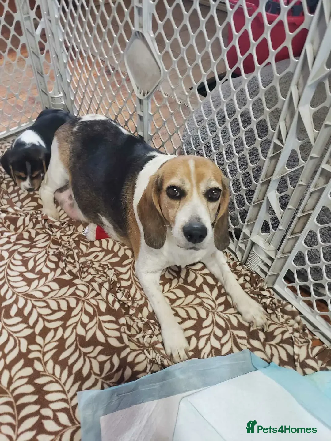 Beagle dogs for sale: THREE Beagle LEFT - Image 5