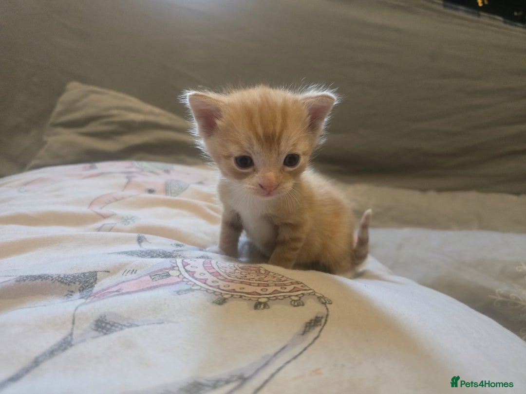 Domestic Shorthair cats for sale: Black and white female left  - Image 2