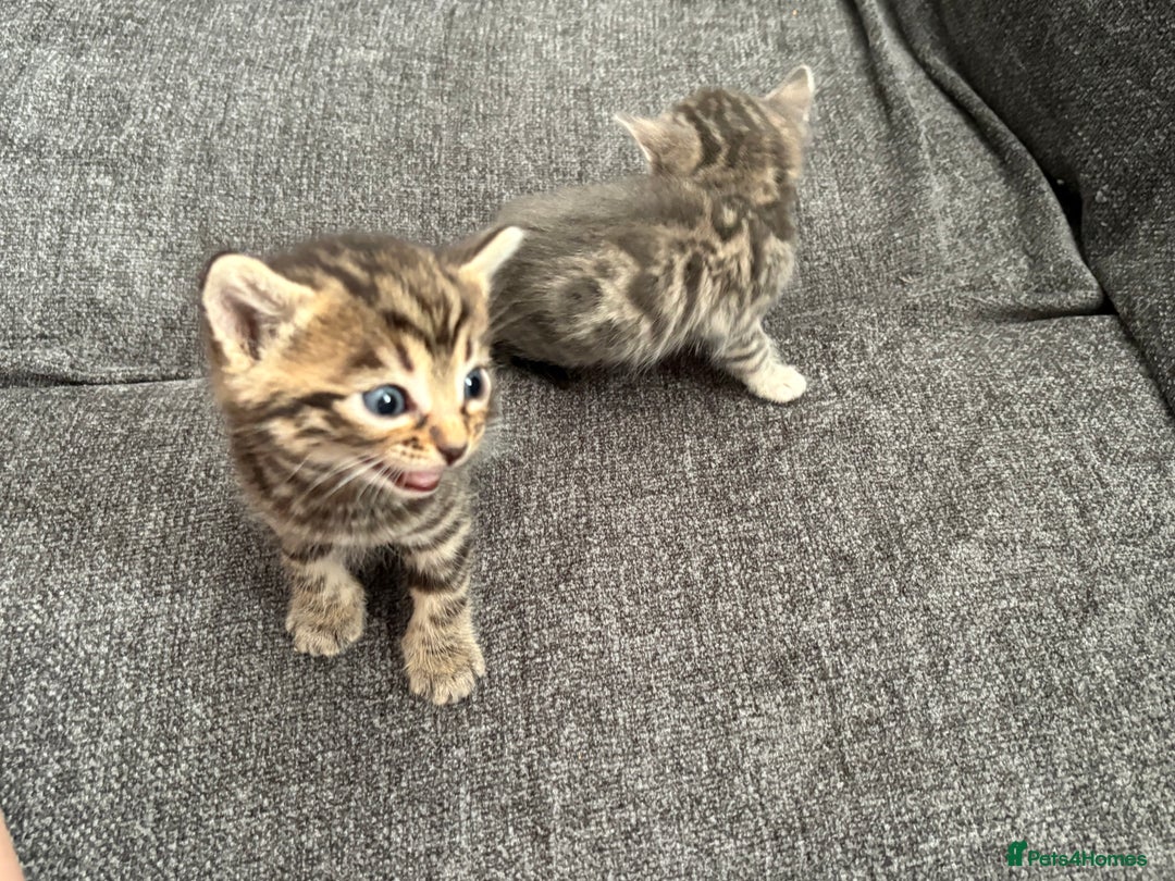 Bengal cats for sale: Russian Blue Bengal Kittens - Image 34