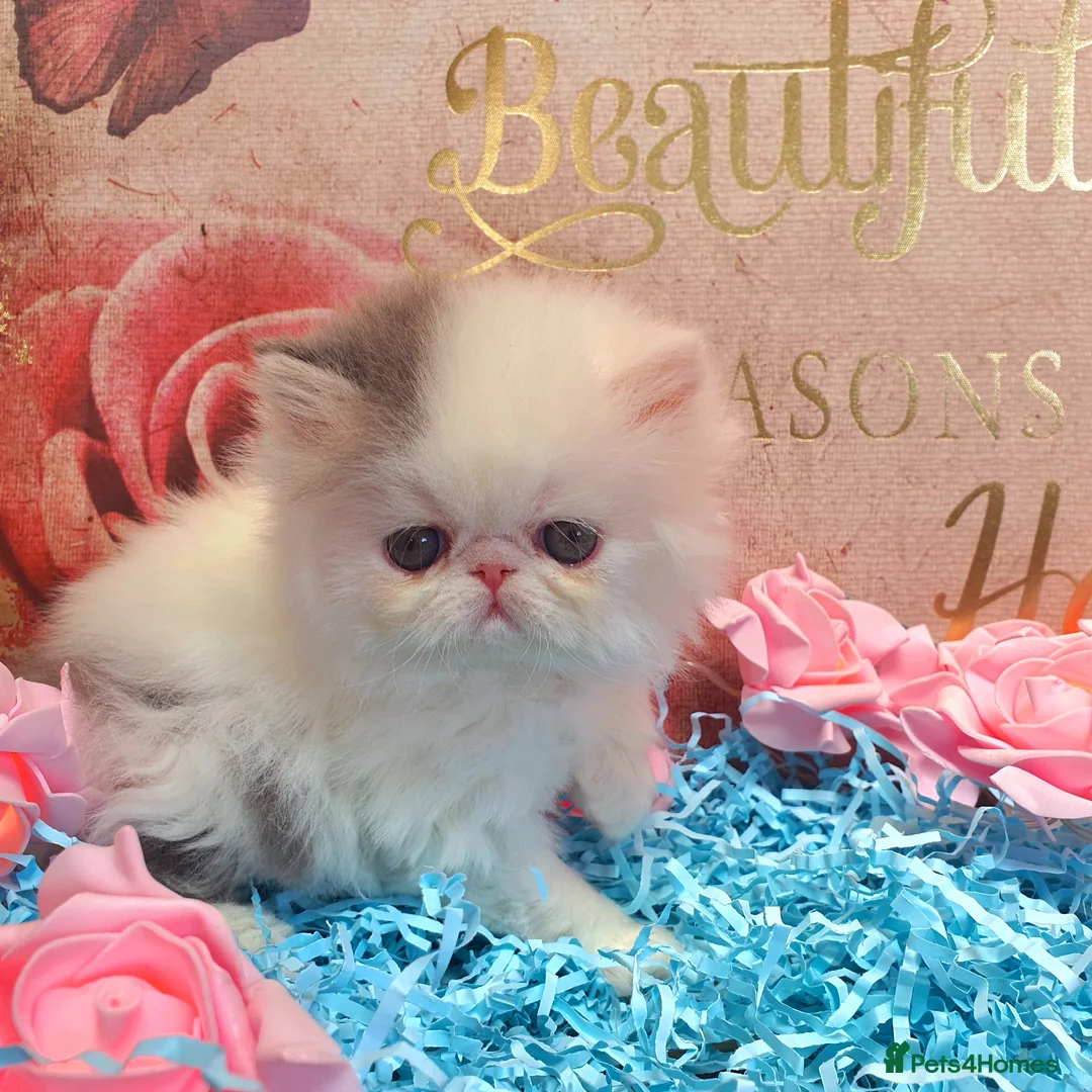 Persian cats for sale: GCCF pure breed Persian Kittens 😸  - Advert 1