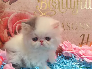 Persian cats Pure breed Persian Kittens 😸 - Advert 1
