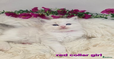 Ragdoll cats 💕GCCF registered ragdoll kittens💕 - Advert 2