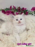Ragdoll cats 💕GCCF registered ragdoll kittens💕 - Advert 2