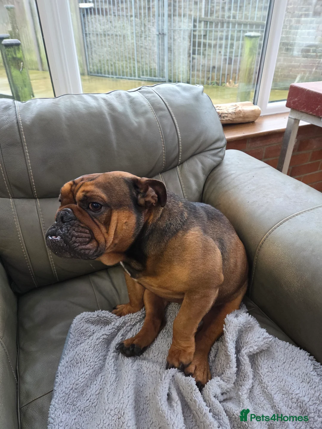 English Bulldog dogs for sale: English bulldog - Advert 16