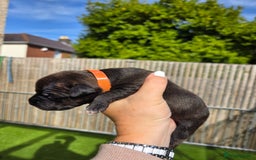 Staffordshire Bull Terrier dogs for sale: Stunning KC Staffs Very Unique colours - Image 16