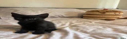 Domestic Shorthair cats for sale: 3 black kittens  - Advert 10