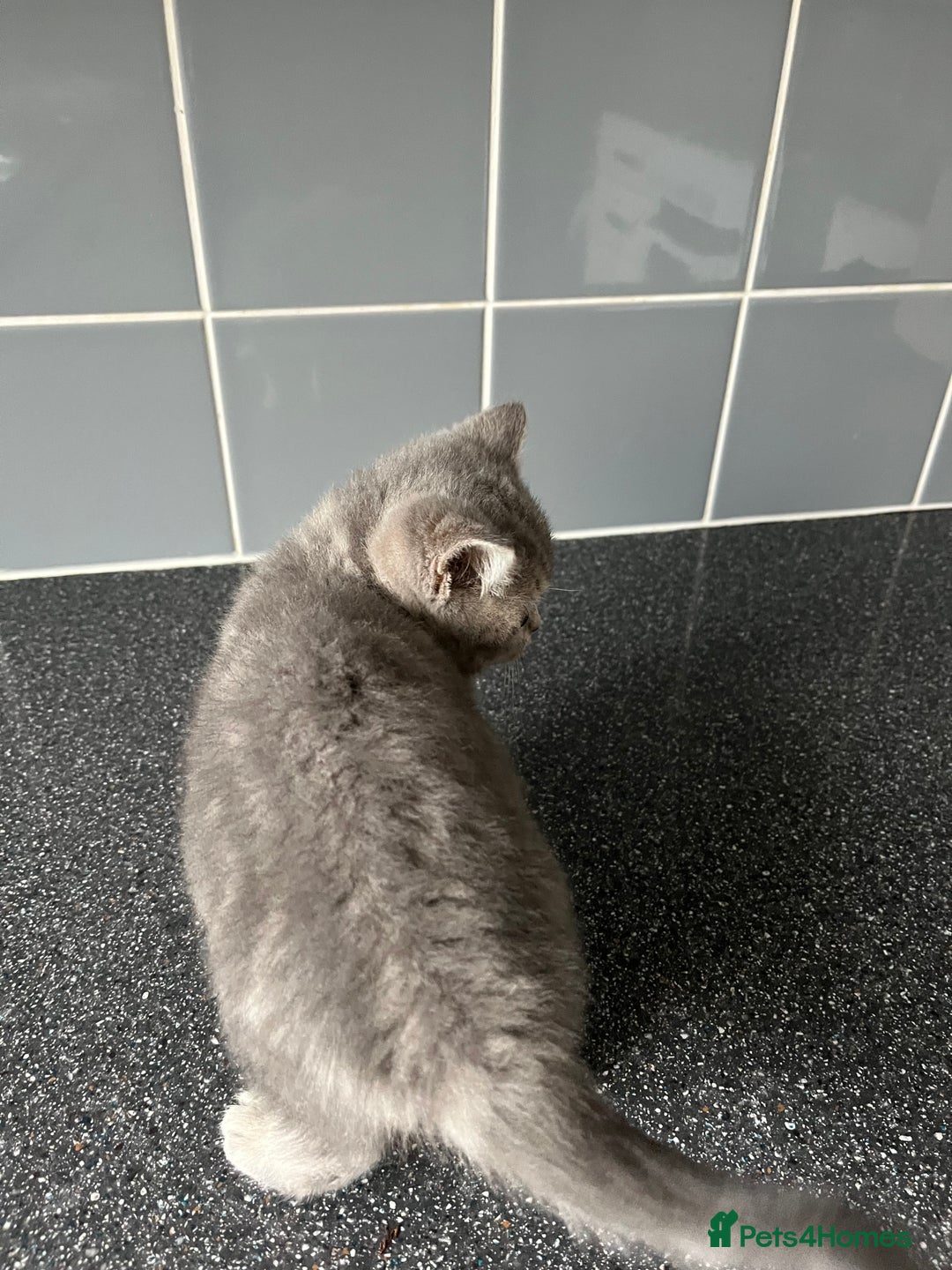 British Shorthair cats for sale: One male and one female remain - Advert 9