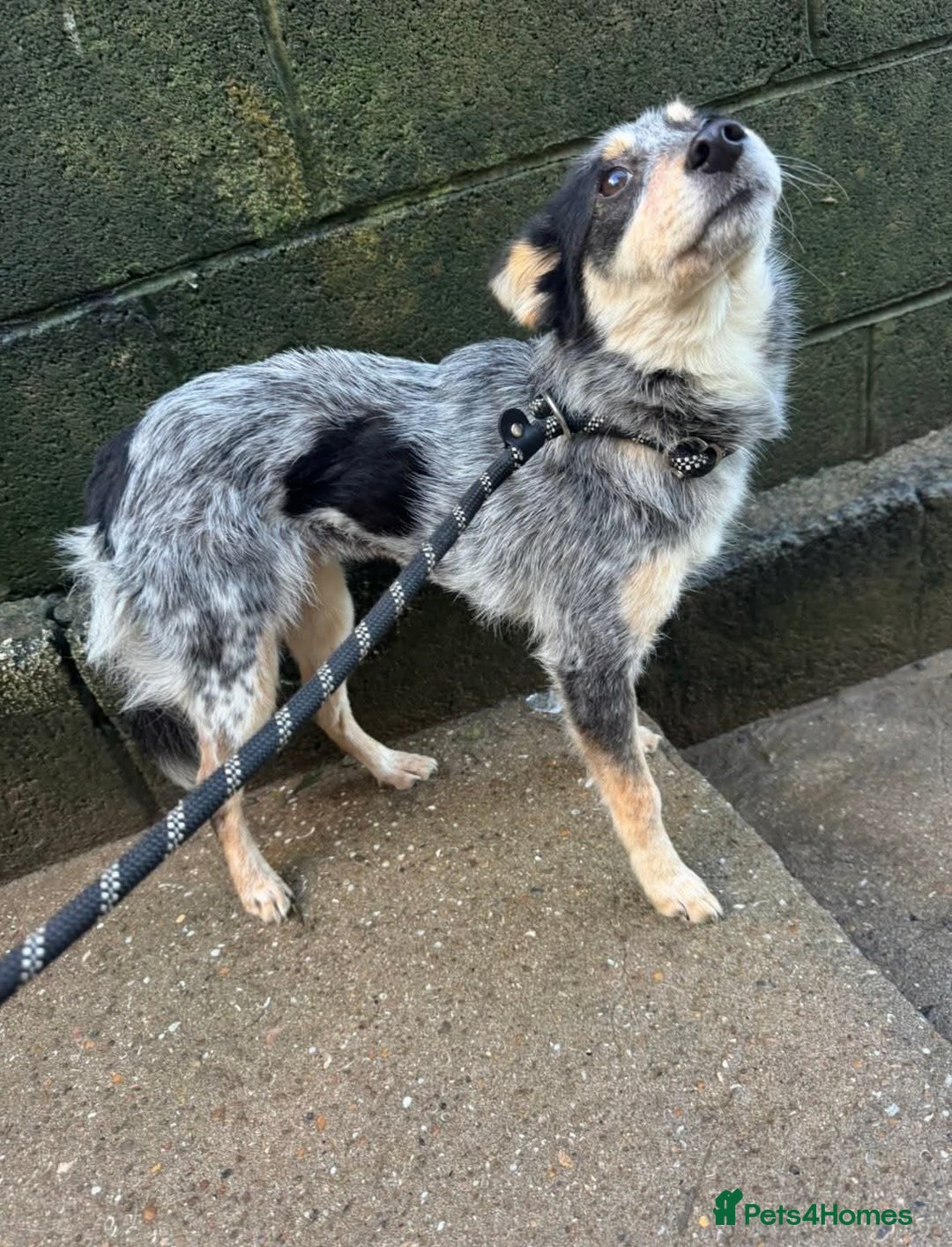 Mixed Breed dogs for adoption: 🌸 Meet Marnie 🌸 - Advert 6