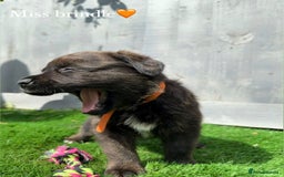 Mixed Breed dogs for sale: Gorgeous st weilers  - Image 7