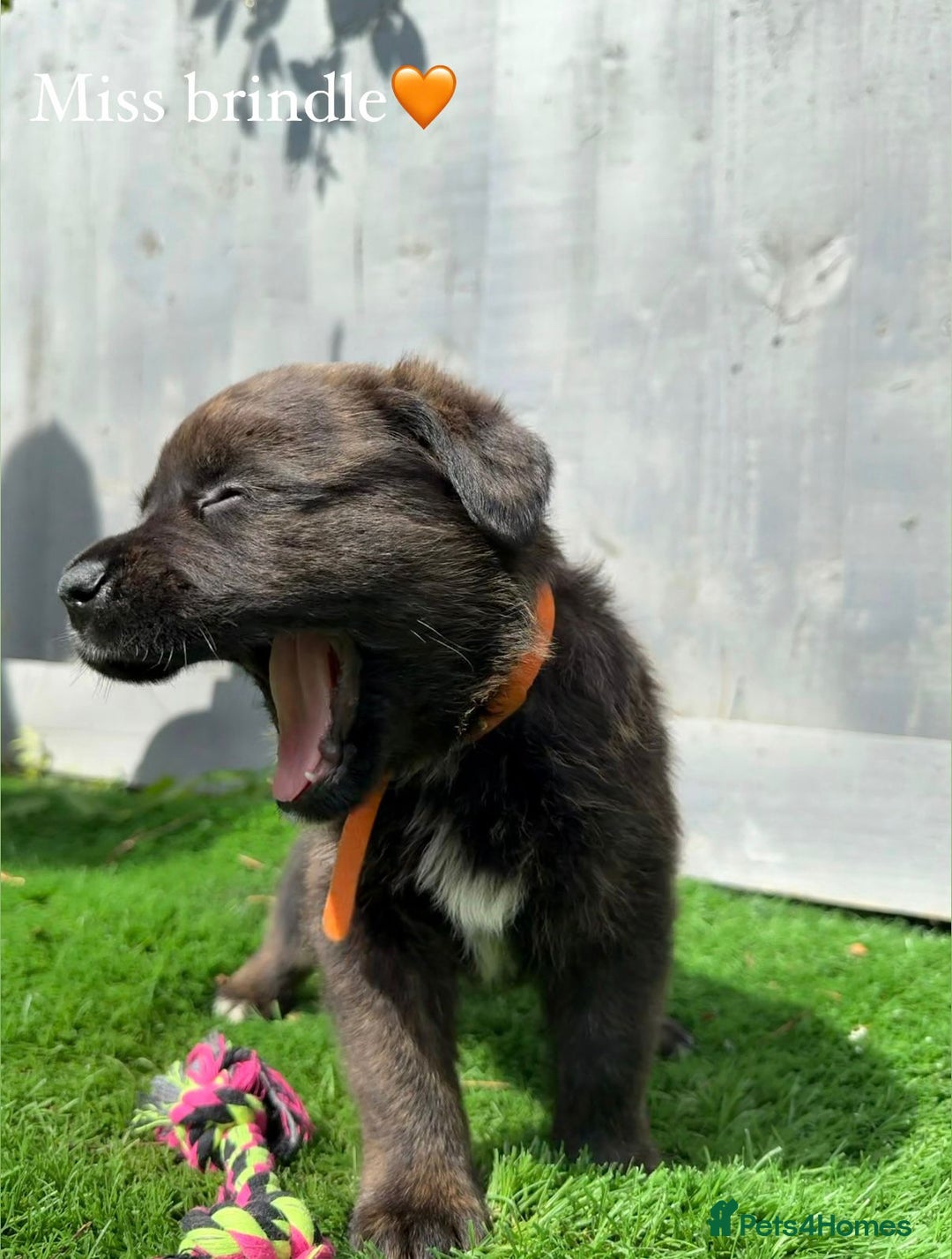 Mixed Breed dogs for sale: Gorgeous st weilers  - Image 7
