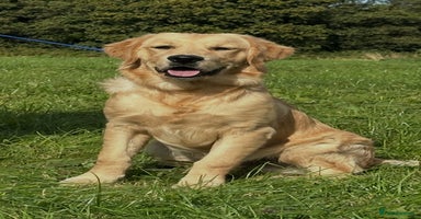 Golden Retriever dogs - Advert 1