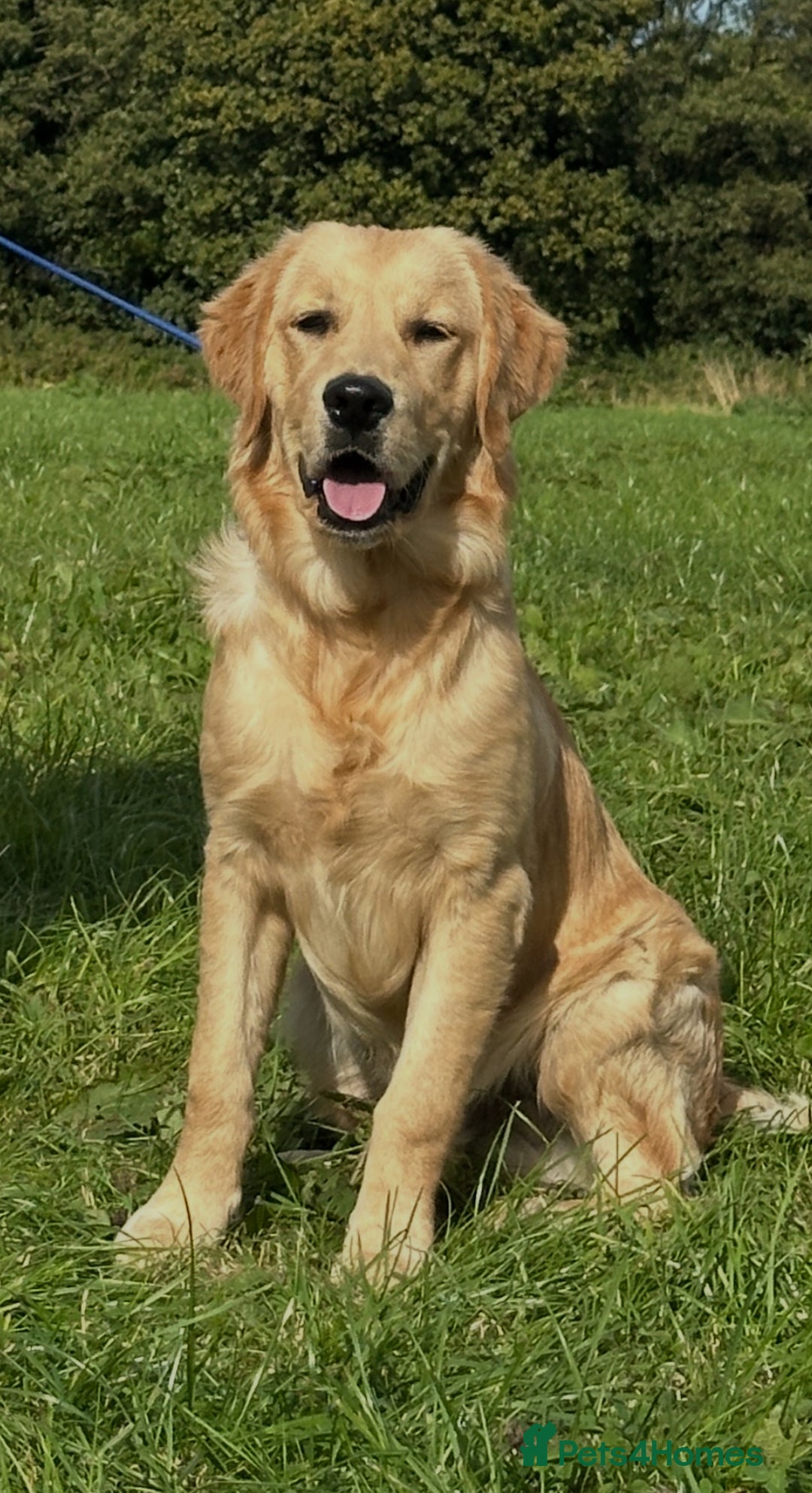 Golden Retriever dogs for sale: (Teddy) male golden retriever for sale - Image 2