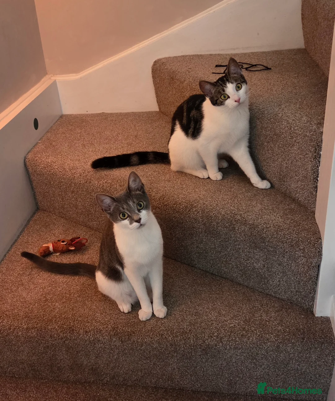 Domestic Shorthair cats for sale: 2 kittens looking for forever home - Advert 1