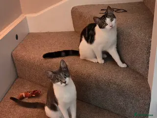 Domestic Shorthair cats 2 kittens looking for forever home - Advert 1