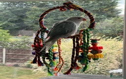 Parakeets birds for sale: Indian clear tail parakeet - Image 5