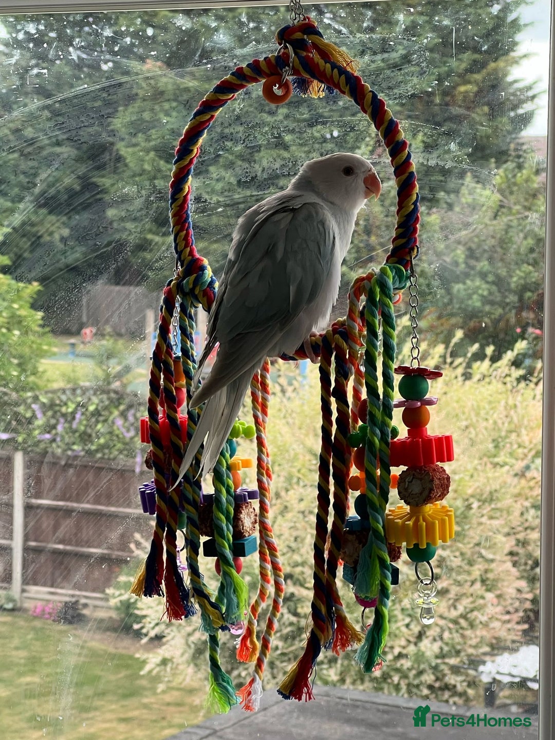 Parakeets birds for sale: Indian clear tail parakeet - Image 5